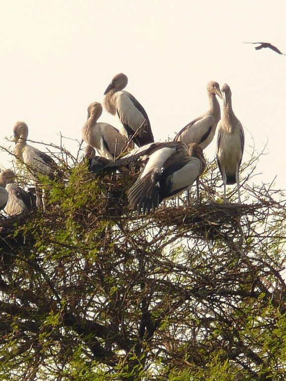Birdwatching around Saratha Vilas Chettinad Palace