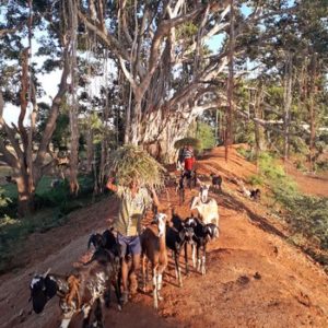 walk in the Indian country side