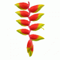 logo-SV logo-SV